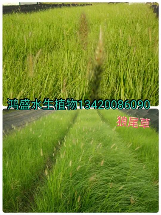 狗尾草圖片/狗尾草樣板圖 (4)