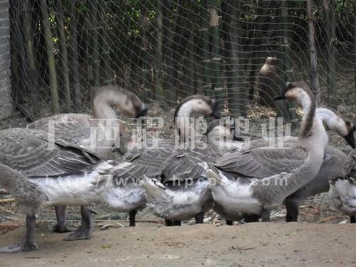 廣西大白沙鵝苗批發(fā) 廣西大白沙鵝苗 大白沙鵝苗廠家 大白沙鵝苗 大白沙鵝苗