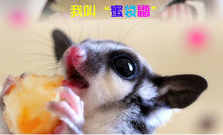 蜜袋鼯拇指寵物（公）圖片/蜜袋鼯拇指寵物（公）樣板圖 (4)