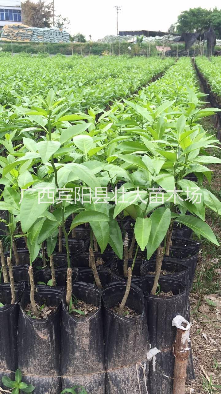 柑苗圖片/柑苗樣板圖 (2)