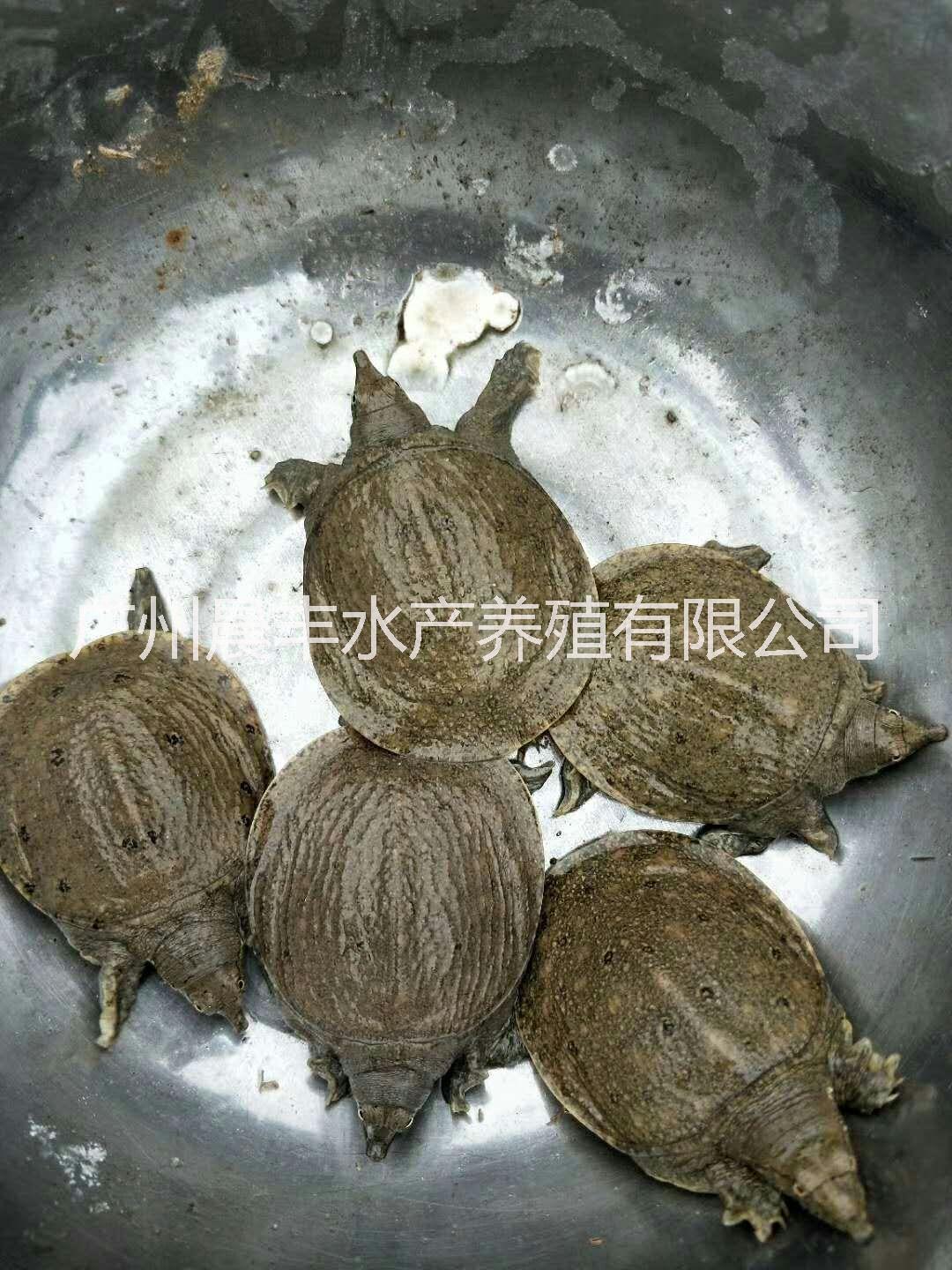 广州市中华鳖甲鱼厂家