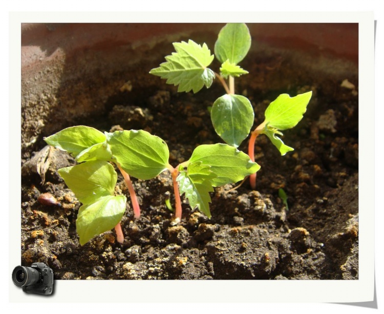 火龍果苗圖片/火龍果苗樣板圖 (2)