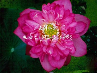荷花種圖片/荷花種樣板圖 (3)