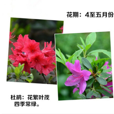 杜鵑樹苗圖片/杜鵑樹苗樣板圖 (4)