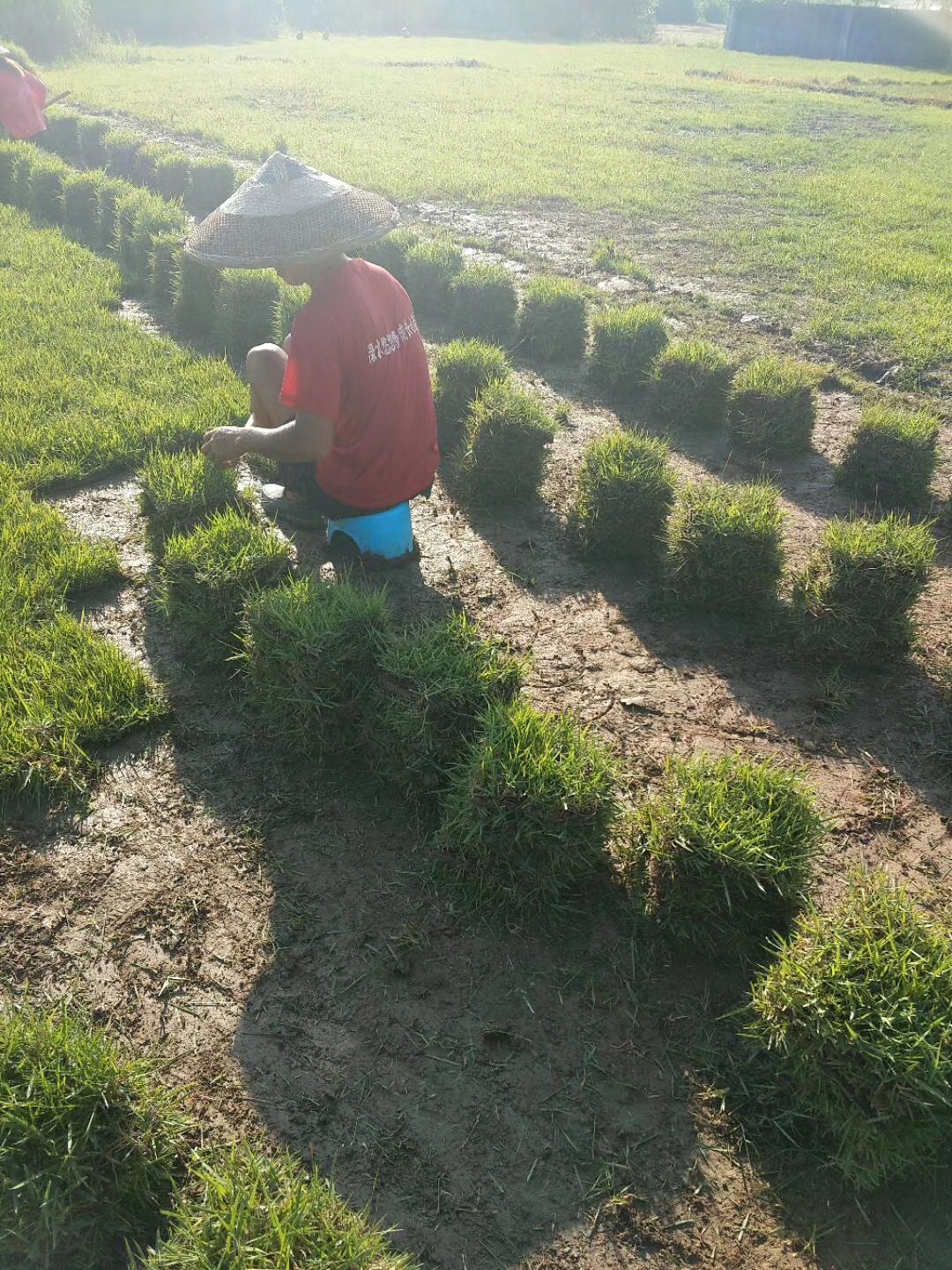 蘭引三號草圖片/蘭引三號草樣板圖 (4)