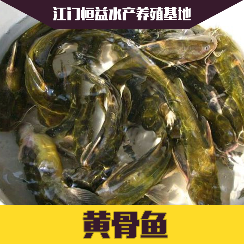 廣西黃骨魚魚苗·優(yōu)質(zhì)黃骨魚魚苗·黃骨魚魚苗基地批發(fā)