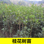 桂花樹苗銷售
