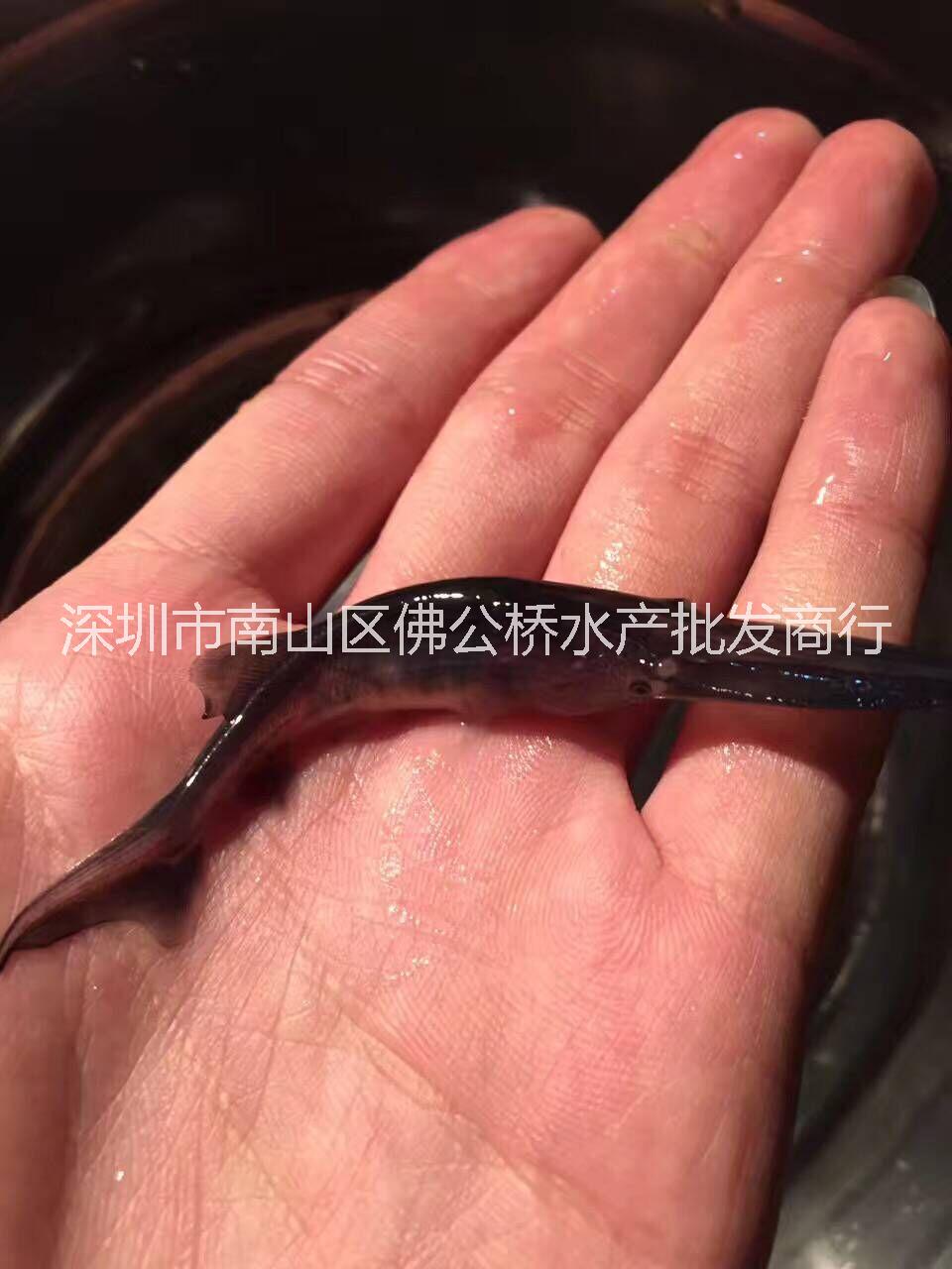 鴨嘴圖片/鴨嘴樣板圖 (2)