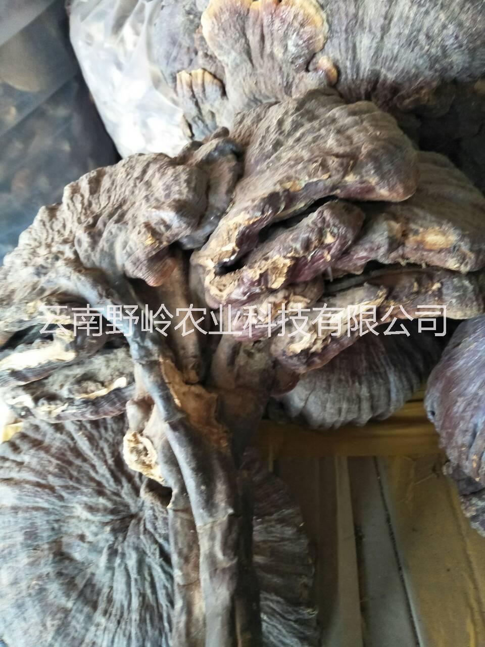 云南特色產(chǎn)品靈芝圖片/云南特色產(chǎn)品靈芝樣板圖 (4)