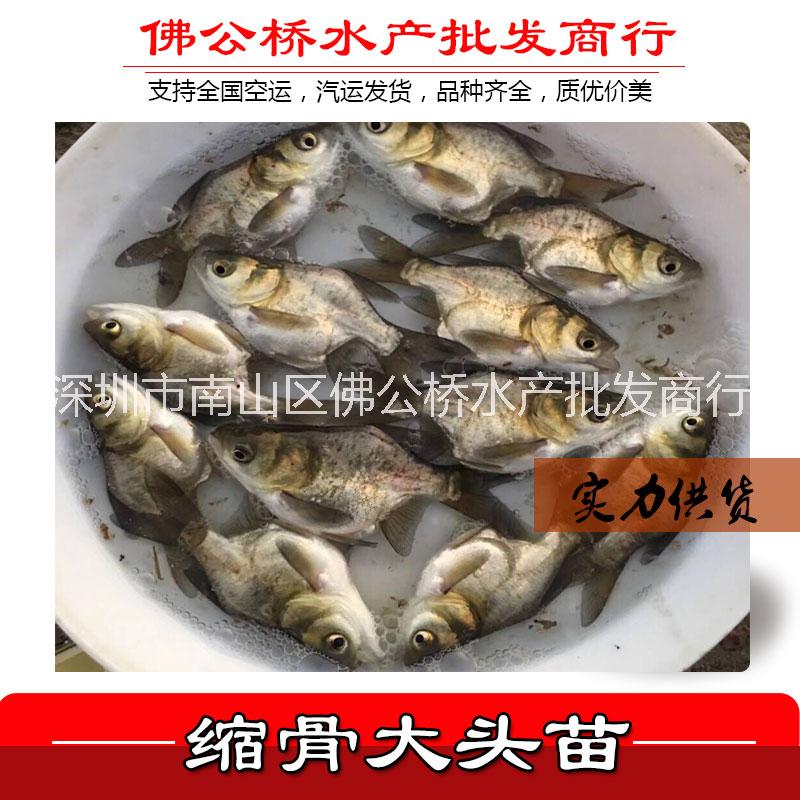 縮骨大頭圖片