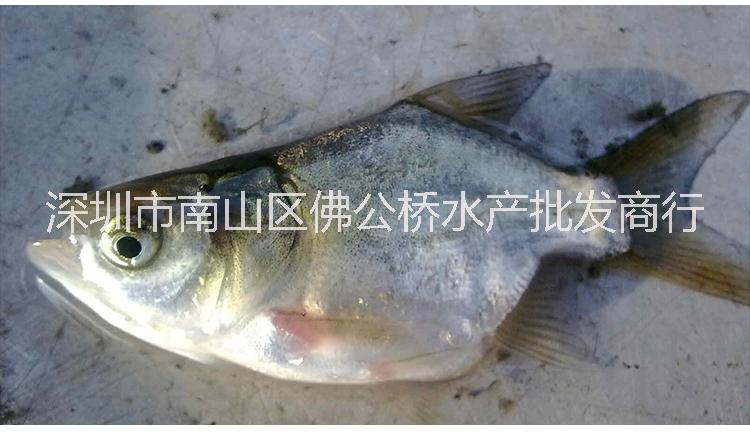 縮骨大頭圖片/縮骨大頭樣板圖 (2)