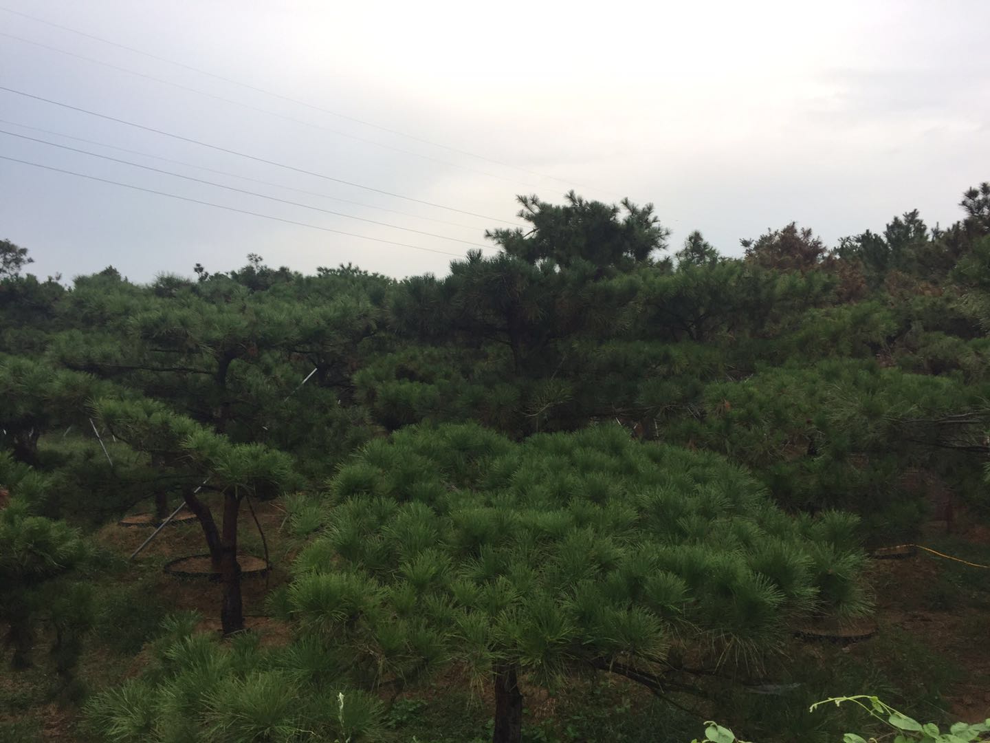 迎客松批发价格 景观松苗木种植基地 优质景观松批发价格 泰安景观松供应商图片