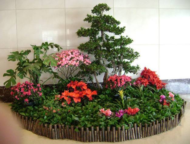 植物動物圖片/植物動物樣板圖 (4)