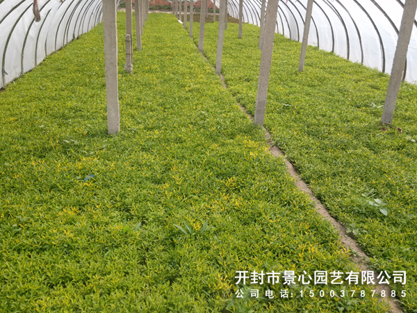 開封五色草公司 五色草種植基地圖片