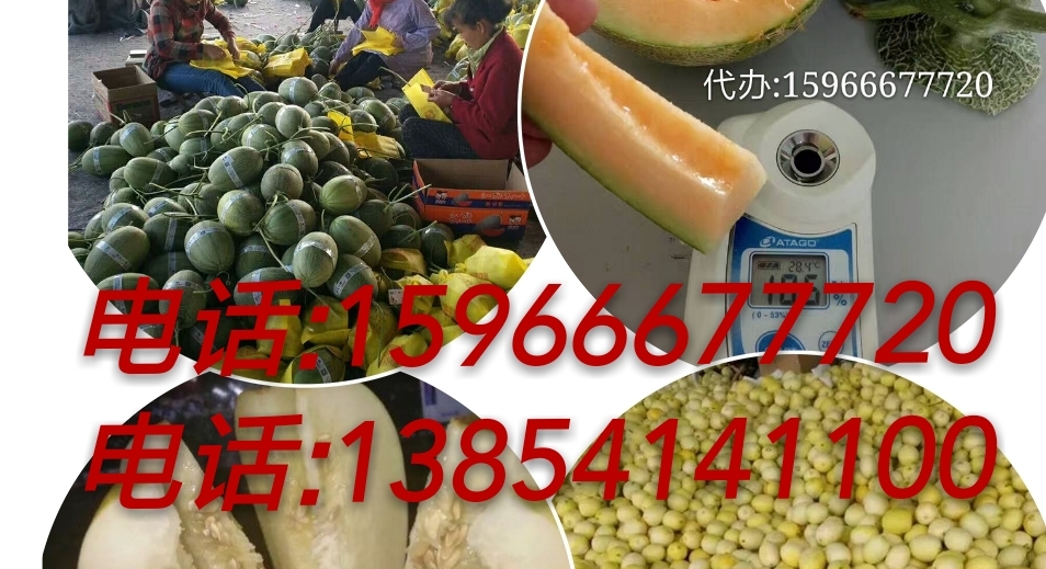 甜瓜圖片/甜瓜樣板圖 (3)