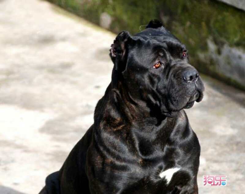 貴定卡斯羅圖片/貴定卡斯羅樣板圖 (1)