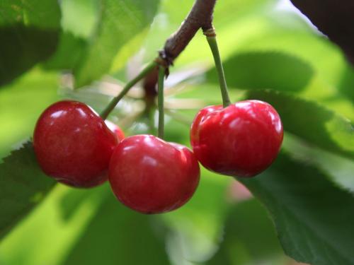 櫻桃苗 廣東櫻桃苗 廣東櫻桃苗廠家 博羅縣櫻桃苗批發(fā) 惠州櫻桃苗價格