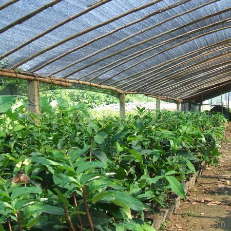 蓮霧苗圖片/蓮霧苗樣板圖 (2)