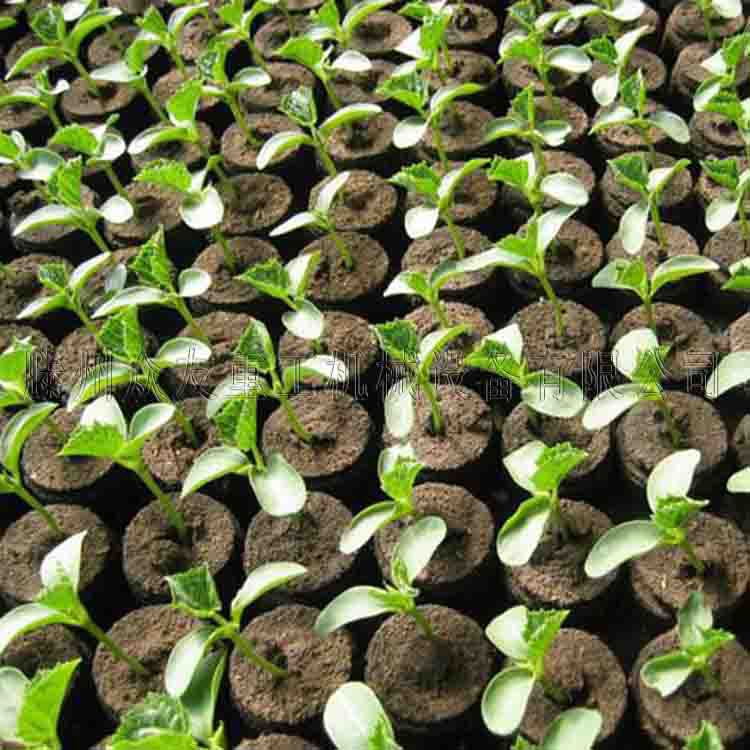 200T育苗塊成型機圖片/200T育苗塊成型機樣板圖 (1)