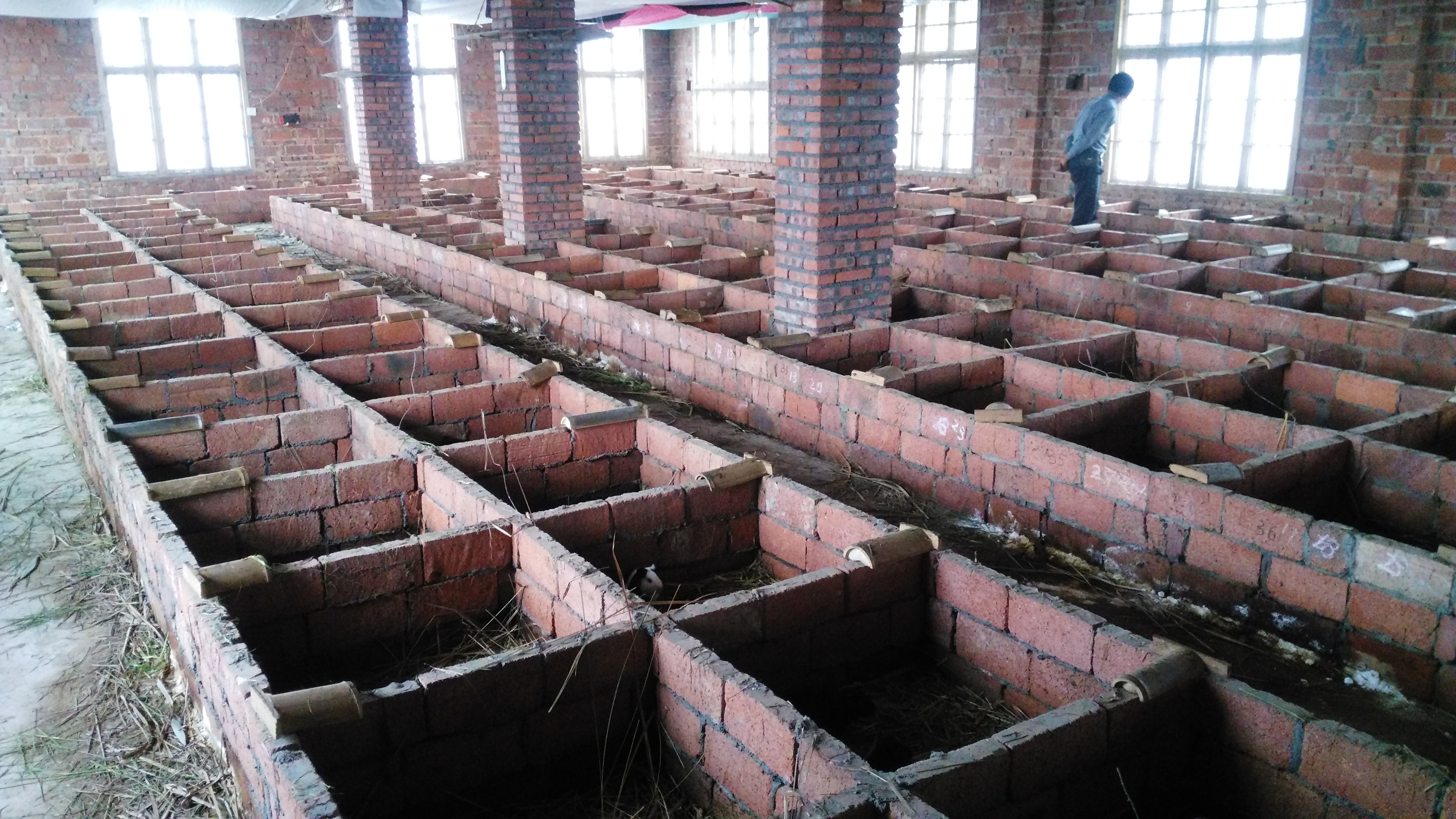 中華黑豚圖片/中華黑豚樣板圖 (2)