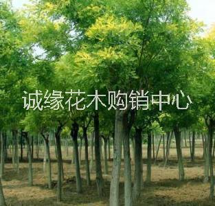 國(guó)槐圖片/國(guó)槐樣板圖 (2)