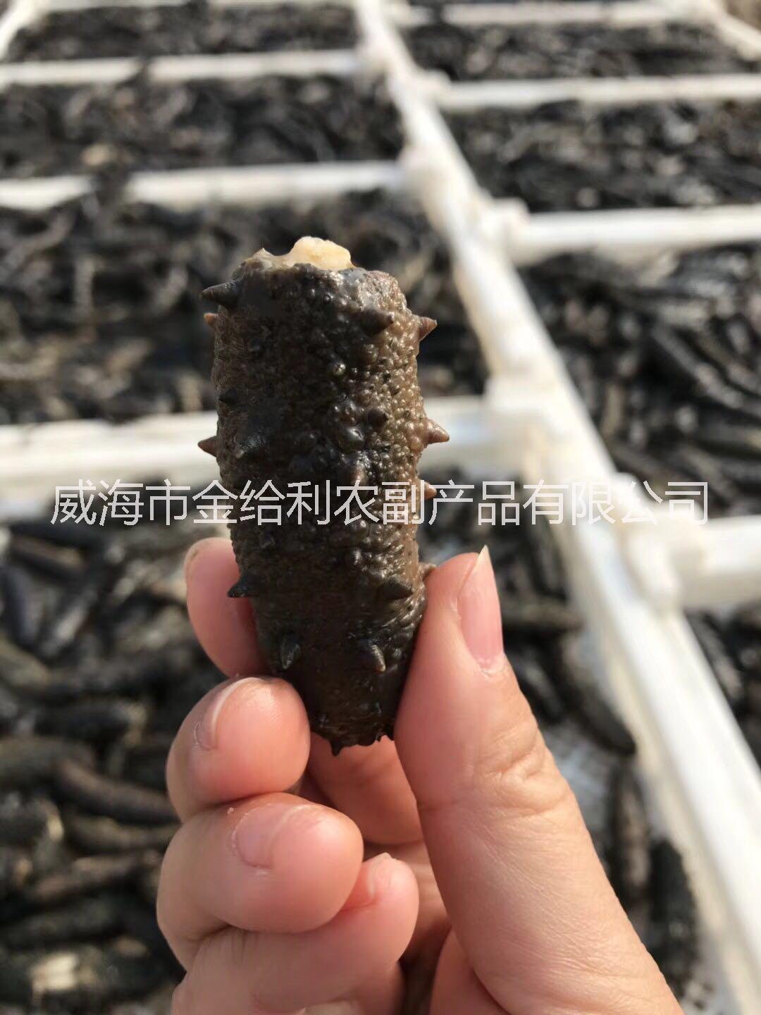 刺參海參圖片/刺參海參樣板圖 (2)
