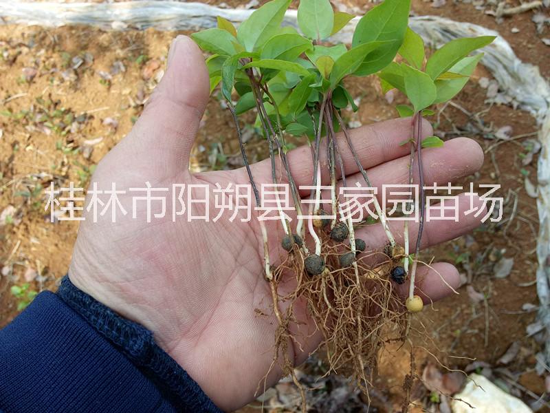 供应湖北香樟小苗广西香樟芽苗湖南香樟树大叶香樟苗香樟小苗图片