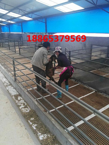 羊床漏糞板圖片/羊床漏糞板樣板圖 (1)