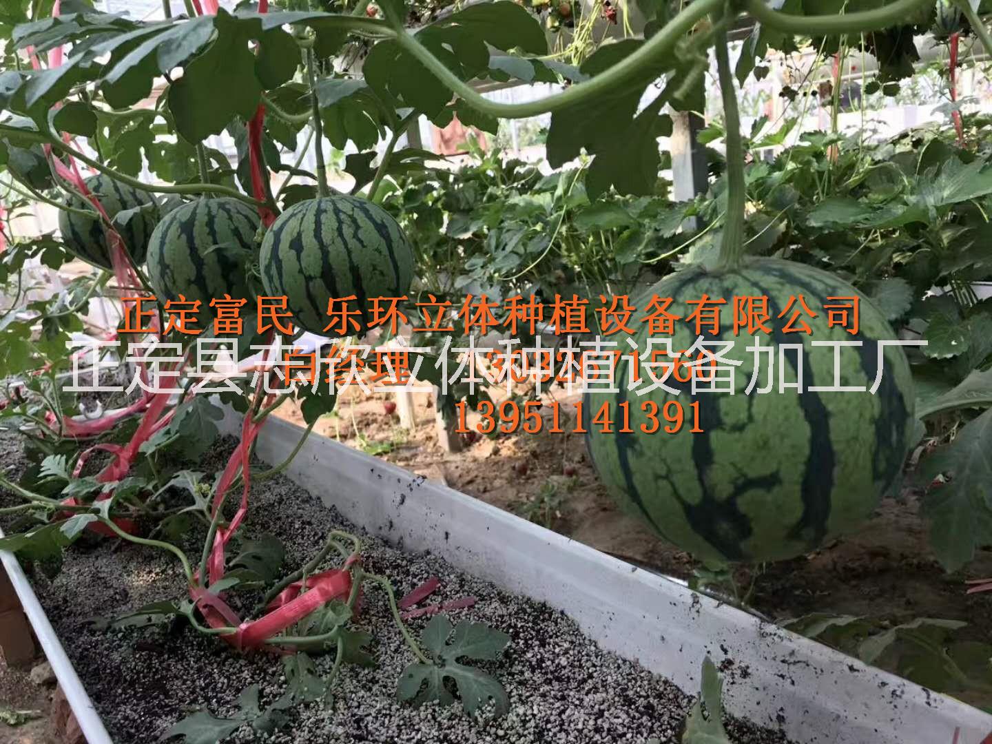 瓜果蔬菜基质种植槽图片