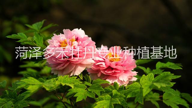 2018年觀賞牡丹\2018牡丹價格\2018牡丹苗多少錢