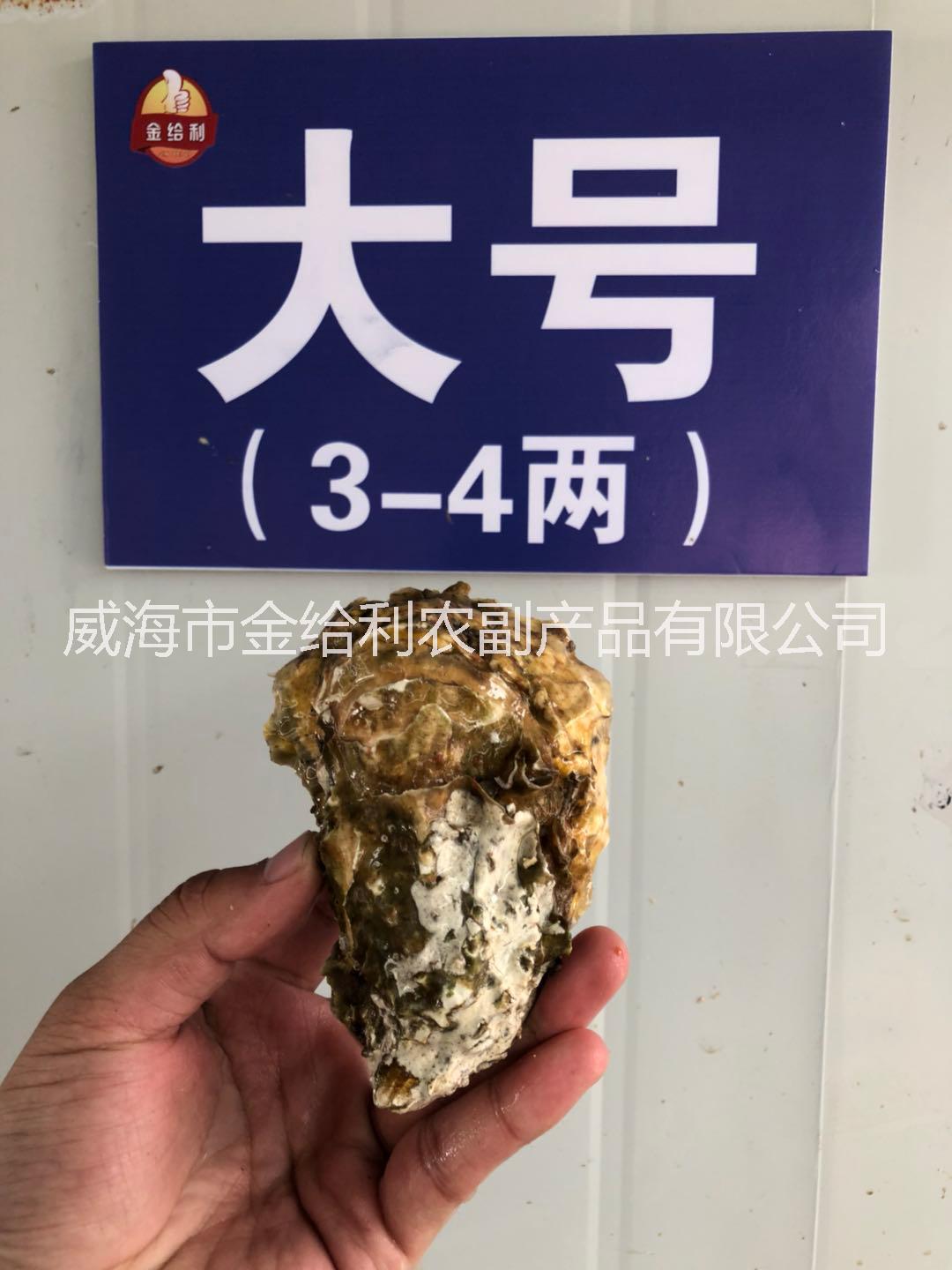 广州生蚝批发价 黄沙生蚝产地货源