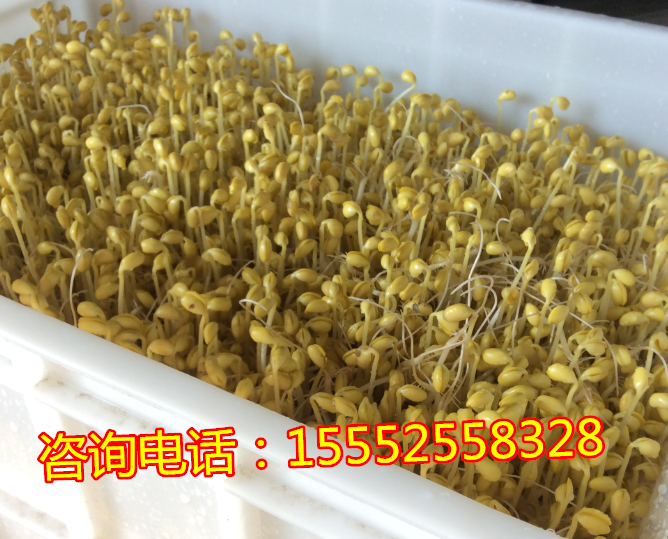全自動(dòng)豆芽機(jī)圖片/全自動(dòng)豆芽機(jī)樣板圖 (2)