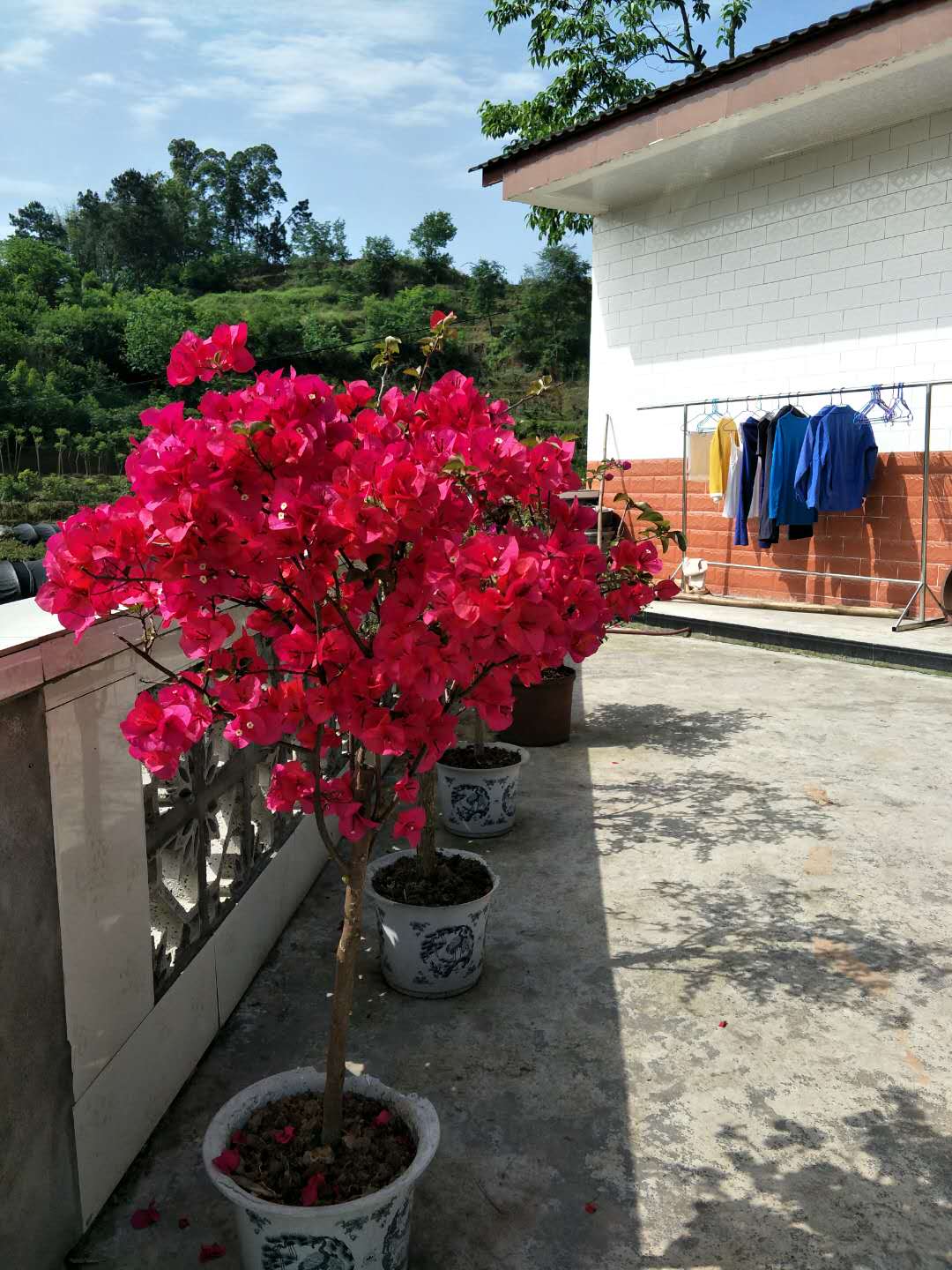 大紅三角梅圖片/大紅三角梅樣板圖 (4)