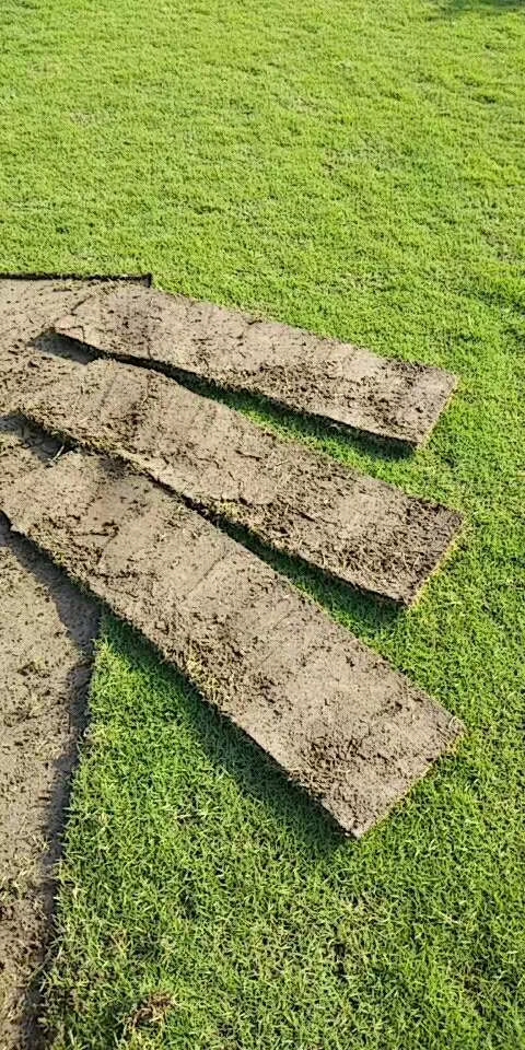 馬尼拉草圖片/馬尼拉草樣板圖 (2)