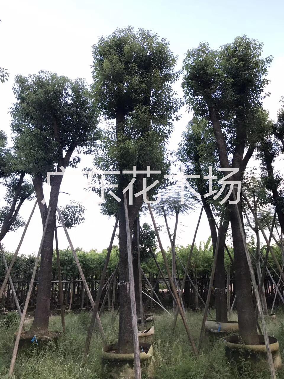 雞冠刺桐圖片/雞冠刺桐樣板圖 (2)