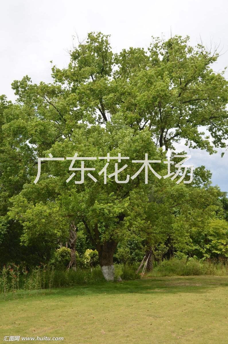 香樟樹圖片/香樟樹樣板圖 (3)
