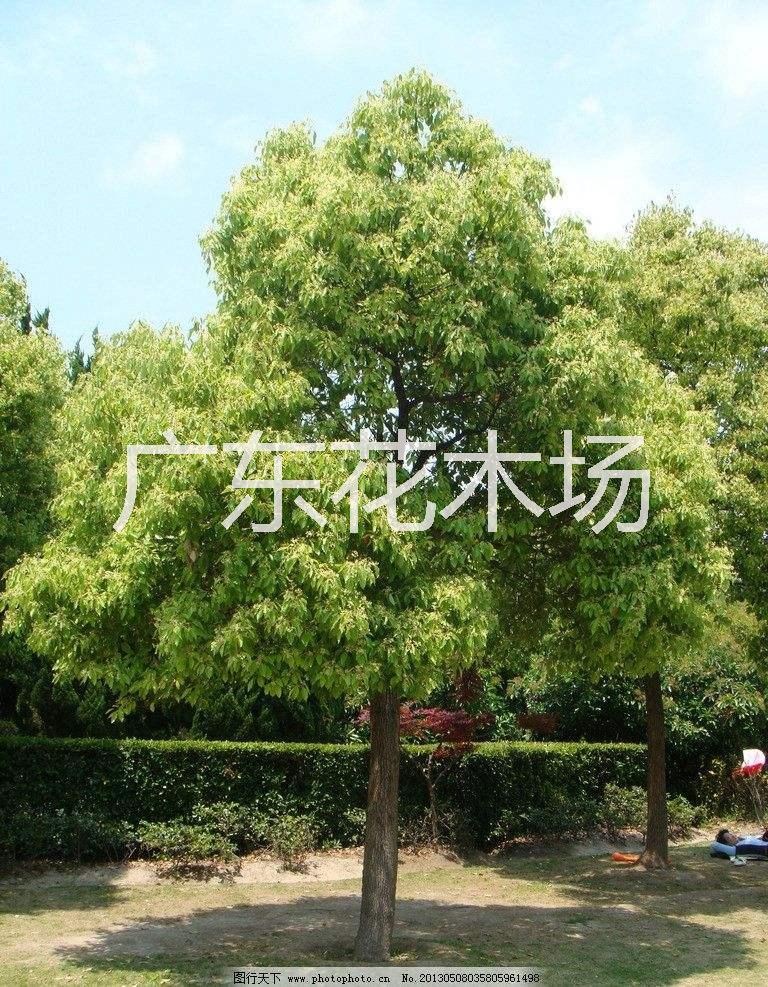 云南香樟圖片/云南香樟樣板圖 (4)