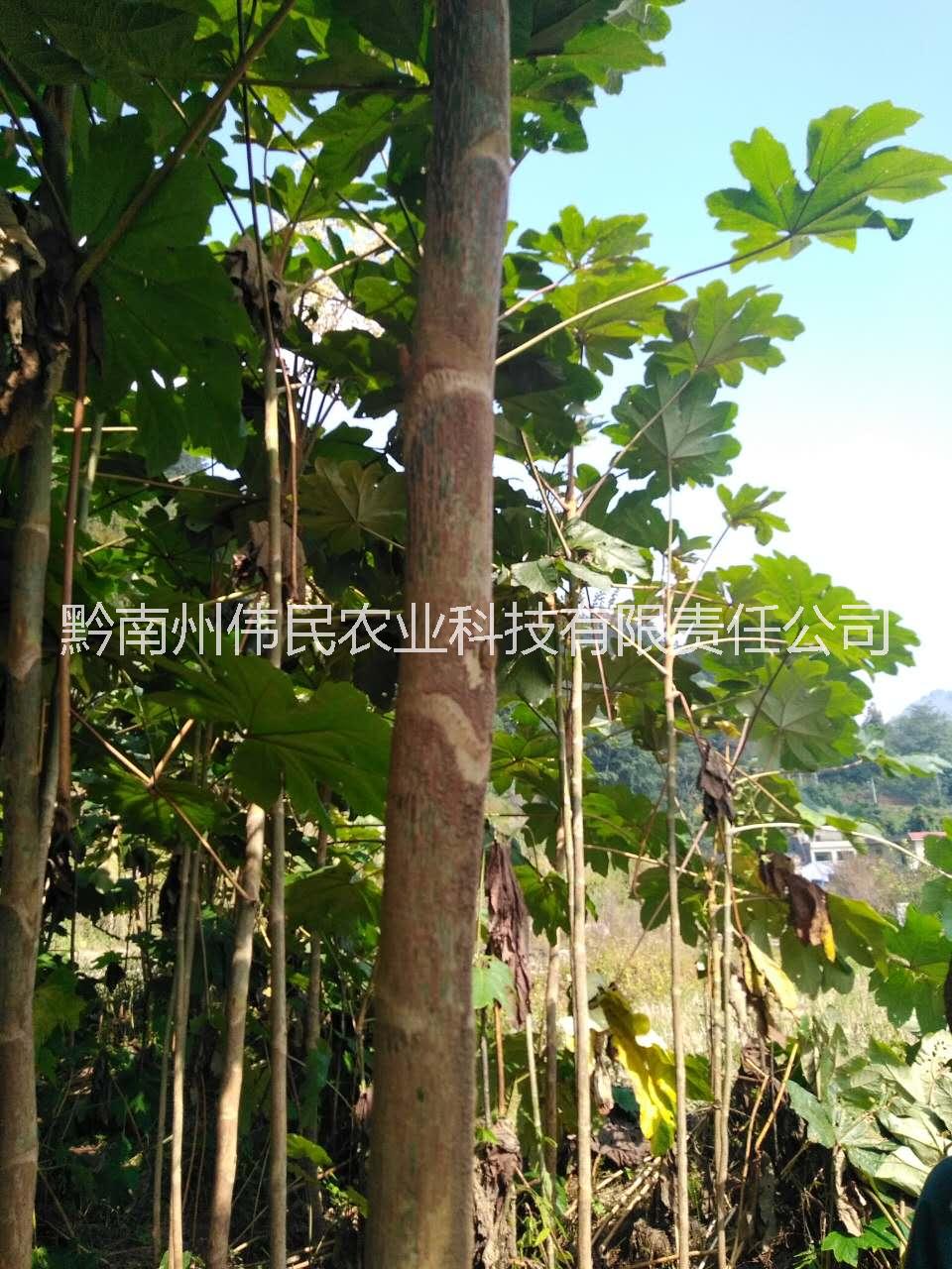 中藥材圖片/中藥材樣板圖 (2)