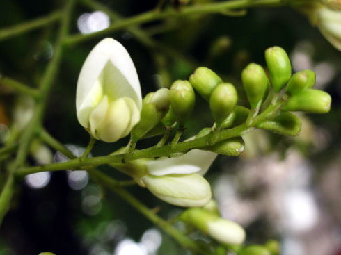 槐米圖片/槐米樣板圖 (4)