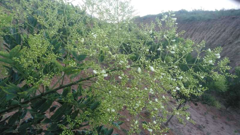 山西槐米茶價格 山西槐米茶賣價 山西槐米茶培育 山西槐米茶哪家好