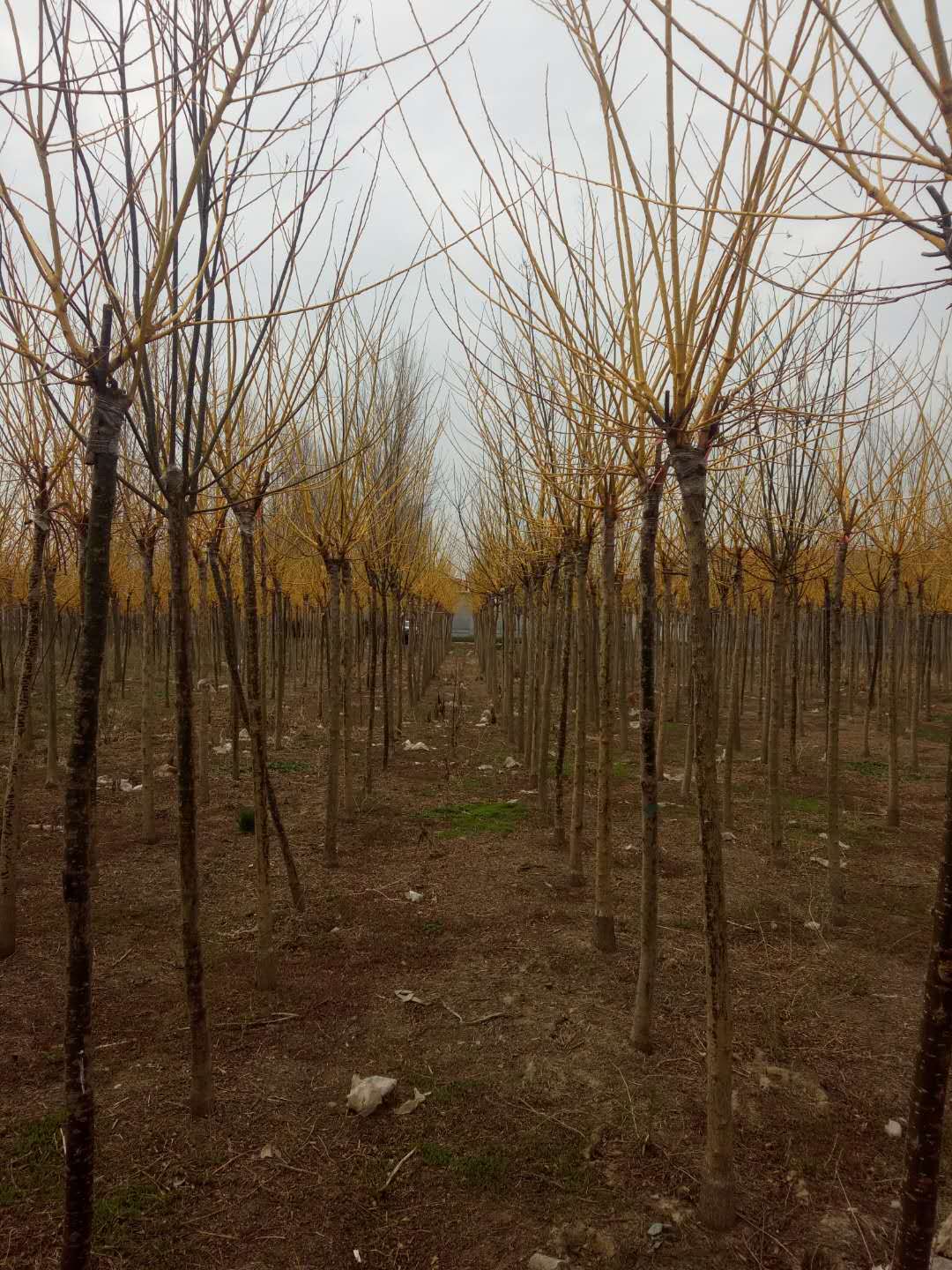 苗木基地圖片/苗木基地樣板圖 (2)
