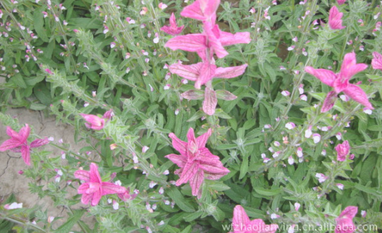 红花鼠尾草红花鼠尾草|青州哪里有红花鼠尾草基地|山东红花鼠尾草基地|红花鼠尾草