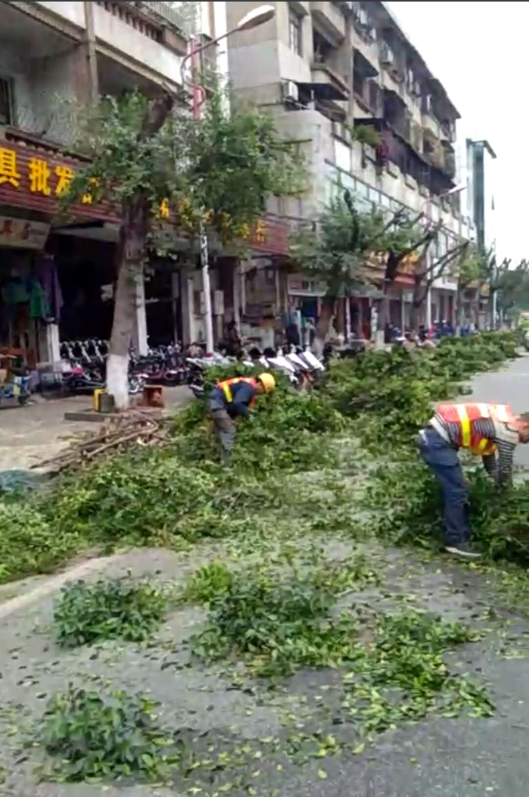 广州砍树 广州佛山砍树工程公司 专业砍树 树木砍伐 园林改造图片