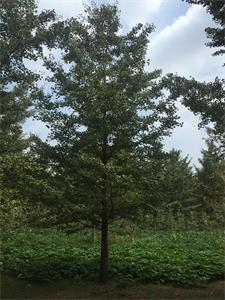 銀杏樹圖片/銀杏樹樣板圖 (3)