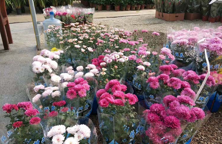 生日鲜花开业花篮会议鲜花桌花演讲台鲜花室内绿植盆栽租赁