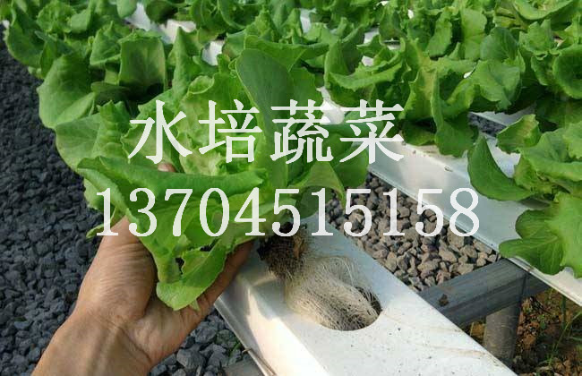 水培蔬菜生產(chǎn)，水培蔬菜種植，你不 水培蔬菜生產(chǎn)與種植