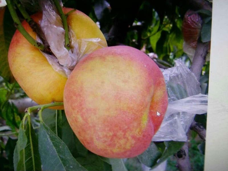 風(fēng)味天后桃樹苗圖片