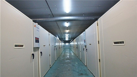 三黃雞苗九斤紅雞苗