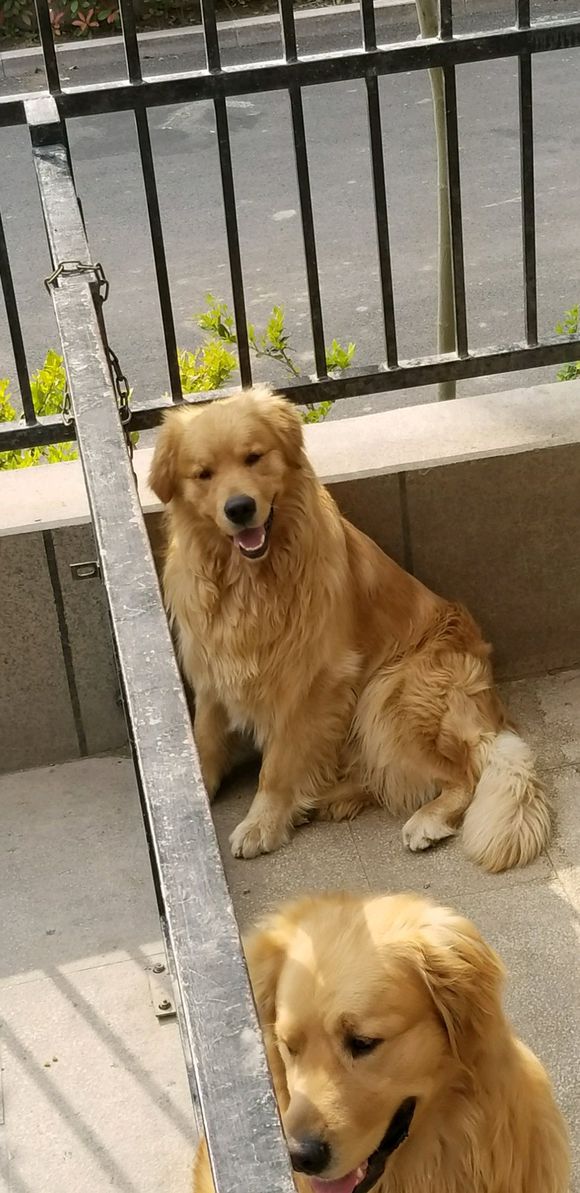 金毛犬多少錢一只，哪有賣金毛犬的多少錢，3個(gè)多月的金毛多少錢一只
