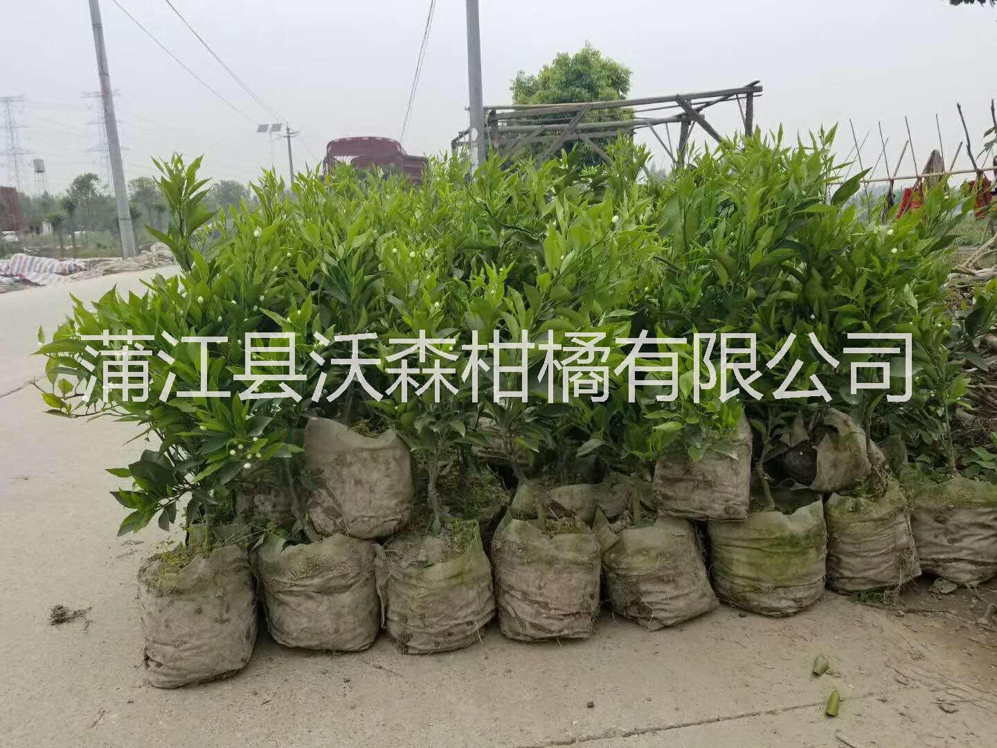 四川沃柑袋苗圖片/四川沃柑袋苗樣板圖 (1)